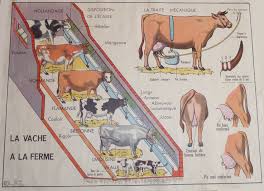 La Vache A La Ferme Affiche Scolaire Affiches Scolaires Scolaire Vache