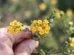 Image result for Gnidia goetzeana