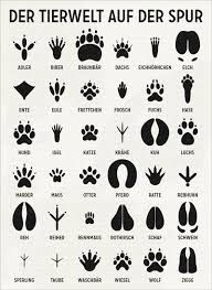 Tierspuren Infografik Aus Dem Lily Lux Notizbuch Illustration C 2011 Iris Luckhaus Tierspuren Tiere Illustration