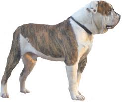 The hair coat is short, typically colored white with black, blue, buff or brown patches. Download American Bulldog Alpha Blue Blood Bulldog Png Png Image With No Background Pngkey Com