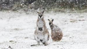 Wallabies In Jindy Jindabyne Nsw Popular Travel Popular Travel Destinations Snowfall Images