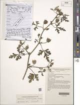 Image result for Hibiscus tridactylites