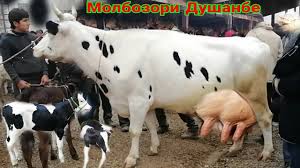 Scopri ricette, idee per la casa, consigli di stile e altre idee da provare. Narhi Govi Shirte Va Bukachai Simental Molbozori Dushanbe 11 Noyabrya 2020 G Youtube
