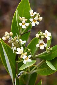 Image result for Cassipourea ndando