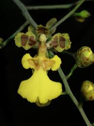 Image result for Ozoroa gomesiana