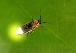 نتیجه جستجوی لغت [fireflies] در گوگل