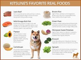 Best Dog Food For Shiba Inus My First Shiba Inu Easy Dog Cake Recipe Dog Food Recipes Best Dog Food