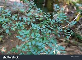 Image result for Indigofera demissa