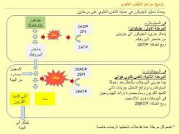 تم الإجابة عليه ما هي نواتج التنفس اللاهوائي لجزئ واحد من الجلوكوز map travel boarding pass