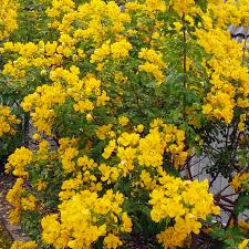 Image result for Cassia burttii