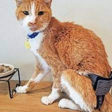 Feline diapers, aka stud pants, designed for incontinent elder cats, female cats in heat (piddling cats) and spraying male cats. Tuynbjth0sdvsm