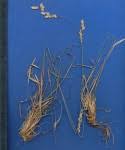 Image result for Eragrostis mildbraedii