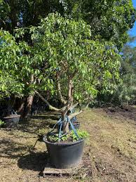 Maybe you would like to learn more about one of these? Avocado Tree Designer Trees Australia