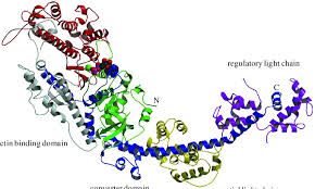 Structure Of A Fragment Of The Skeletal Muscle Myosin Molecule (1)... |  Download Scientific Diagram