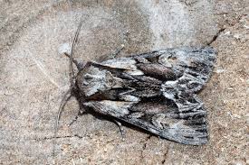 Image result for Hyppa rectilinea