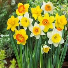 Large Cupped Daffodil Mix Flower Bulb 20 Pack Bulb Flowers Daffodil Bulbs Daffodils