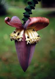Image result for Musa paradisiaca