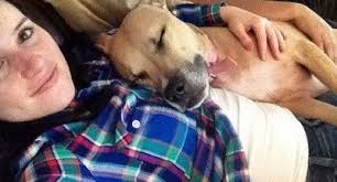 Best Rated Dog Trainer Orlando: Paul's Success