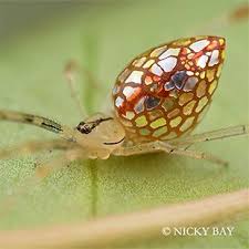 A Couple Leaves Their Jobs To Build A House Of Windows In The Mountains Of West Virginia Mirror Spider Spider Bugs And Insects