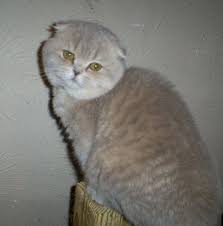 Its features make it a popular breed in cat shows. British Shorthair And Scottish Fold Cats Colors We Breed Cat Scottish Fold Cat Colors Scottish Fold