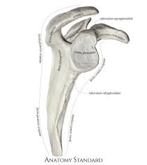 Lateral Aspect Of The Scapula In 2020 Body Anatomy Anatomy Art Scapula