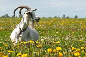 If it is a placenta then firm but gentle pulling will bring it out. How Long Are Goats Pregnant Guide To Goat Breeding