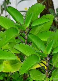 Image result for Bryophyllum