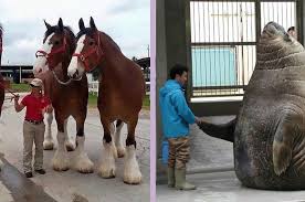 Gajah laut terbesar di dunia. Keren Bukan Raksasa Ukuran 10 Hewan Ini Ternyata Memang Jauh Lebih Besar Dari Yang Kita Bayangkan Semua Halaman Kids