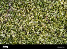 Image result for Strephonema sericeum