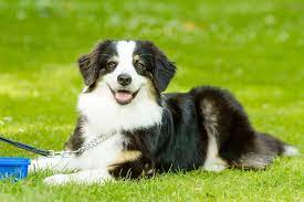 Dog throwing up green slime. Vomiting Of Yellow Mucus In Dogs Symptoms Causes Diagnosis Treatment Recovery Management Cost