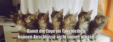 We did not find results for: Weltkatzentag Unsere Obb