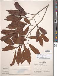 Image result for isolona lebrunii