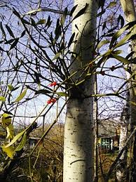 Image result for Viscum