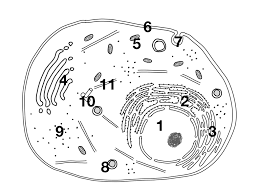 Check spelling or type a new query. 1 Zellenlehre Biologie Unterricht Im Digitalen Zeitalter