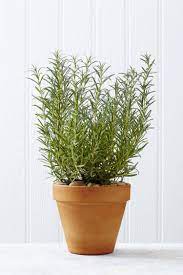 Growing Rosemary Plants Indoors Rosemary Plant Growing Rosemary Indoors Plants That Repel Ants