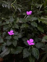 Image result for Impatiens purpureoviolacea