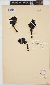 Image result for Rhamphicarpa brevipedicellata