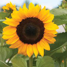 Procut Orange Orange Sunflowers Sunflower Seeds Flower Seeds