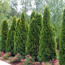 Screening plants are an excellent choice for those who want natural, attractive, and low maintenance barriers. Screening Plants For Arkansas Landscapes The Good Earth Garden Center