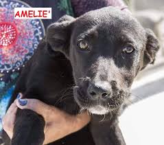 Cerco una persona o famiglia che possa prendersi cura del mio cucciolo di14 mesi, qualcuno possibilmente con spazio di svago come un giardino o che riesca a portarlo fuori regolarmente. Amelie E Silvie Cucciole 6 Mesi Mix Cane Corso Associazione Animalista Fuori Dalle Sbarre
