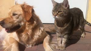 Our top picks lowest price first star rating and price top reviewed. Maryland Pet Stores Sue To Block State Ban On Dog Cat Sales 10tv Com