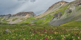 Wildflowers in grand junction co. Things To Do In July In Colorado