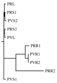 Image result for Putterlickia verrucosa