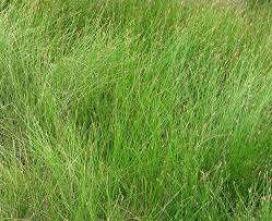 Image result for Eleocharis retroflexa