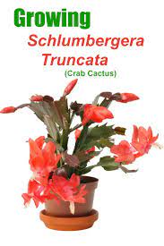 How to grow christmas cactus successfully. Thanksgiving Cactus Care Tips For Growing Schlumbergera Truncata