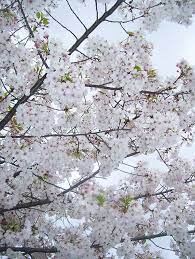 Pure White Flowering Trees Flowering Plum Tree White Flowers