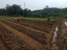 Maybe you would like to learn more about one of these? Pengelolaan Lahan Sawah Untuk Menanam Cabai Steemit