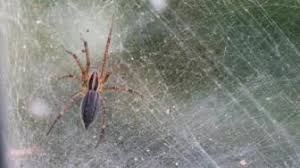 Menurut fahaman imam al mawardi. Kumpulan Berita Sarang Laba Laba Mengerikan Hujan Laba Laba Hebohkan Brasil