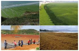 Image result for Kelp Green 2007 S-Max