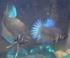 betta reflected betta bettafish fish betta fish fish pet betta